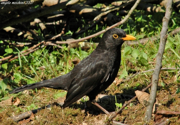 Merlo Turdus merula. semplicemente un maschio e una femmina.